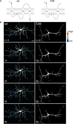 An Autism-Associated de novo Mutation in GluN2B Destabilizes Growing Dendrites by Promoting Retraction and Pruning